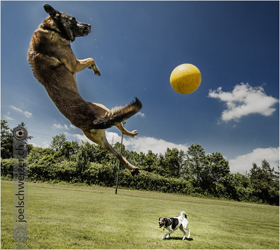 Foto: Hundesport, Ballspiel, Lyss