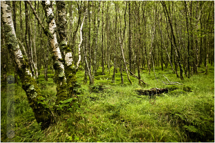 Foto Wald, Irland